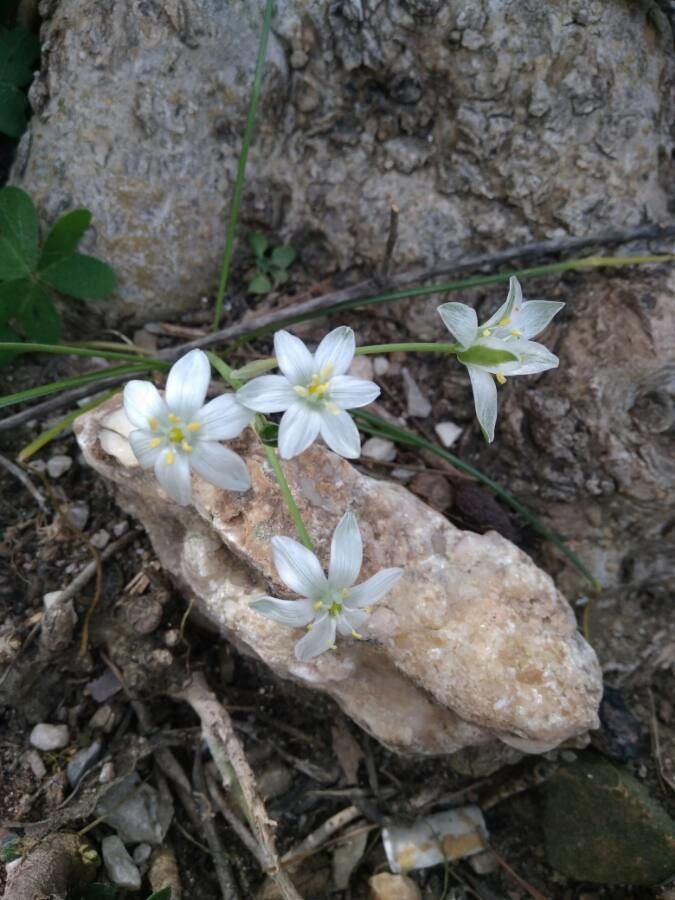 Ornithogalum exscapum flower