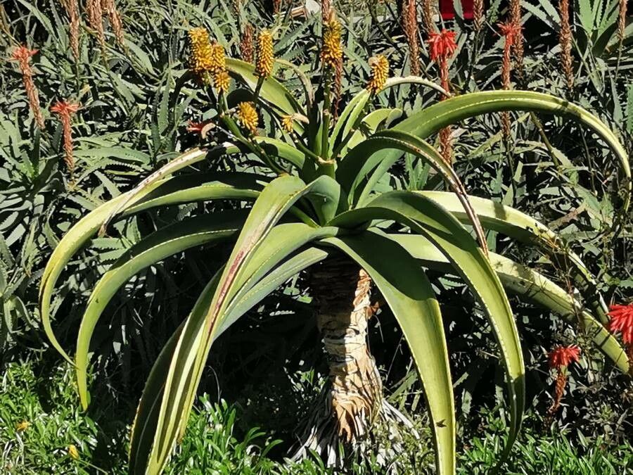 Aloe thraskii flower