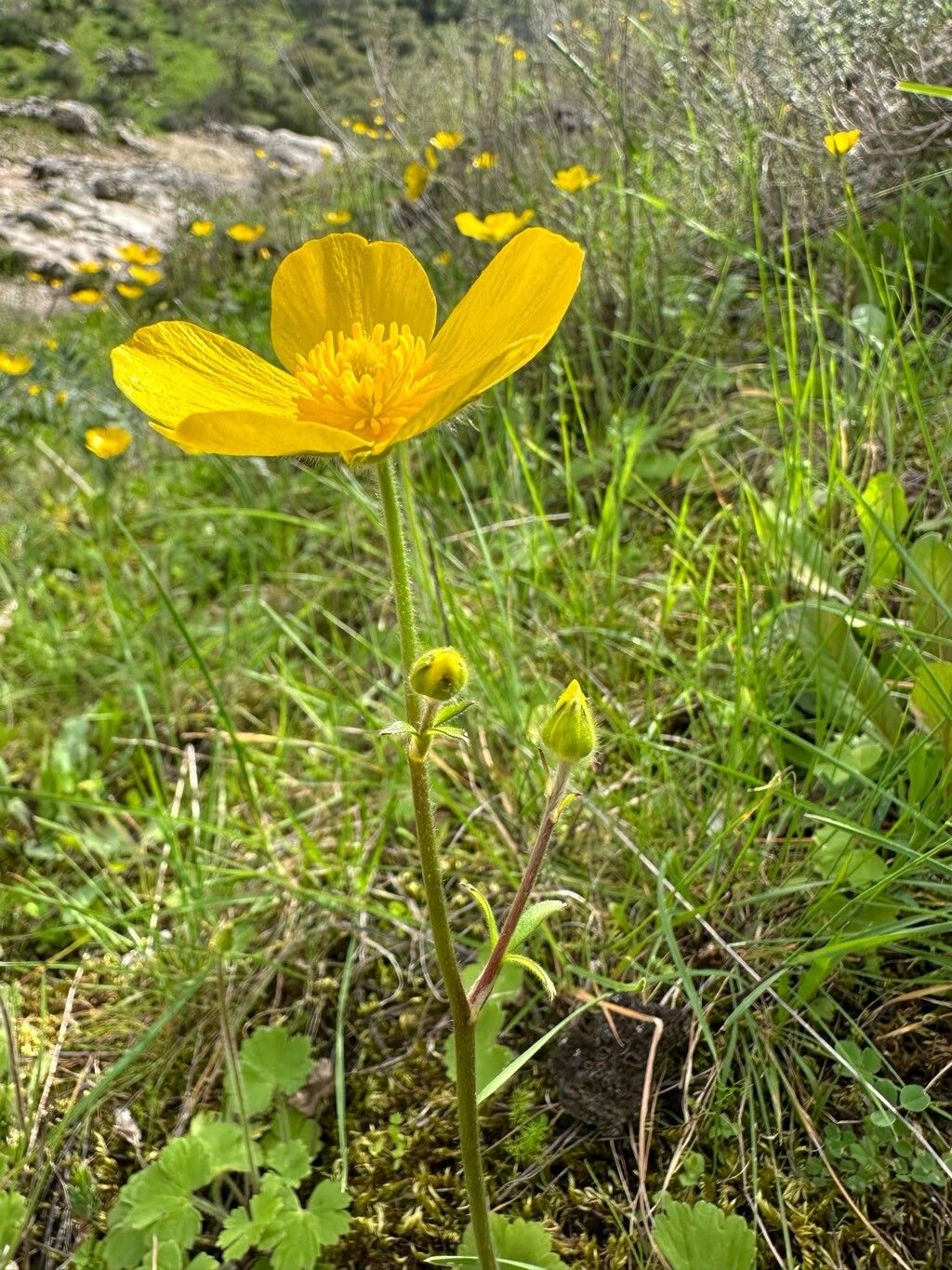 Ranunculus spicatus flower