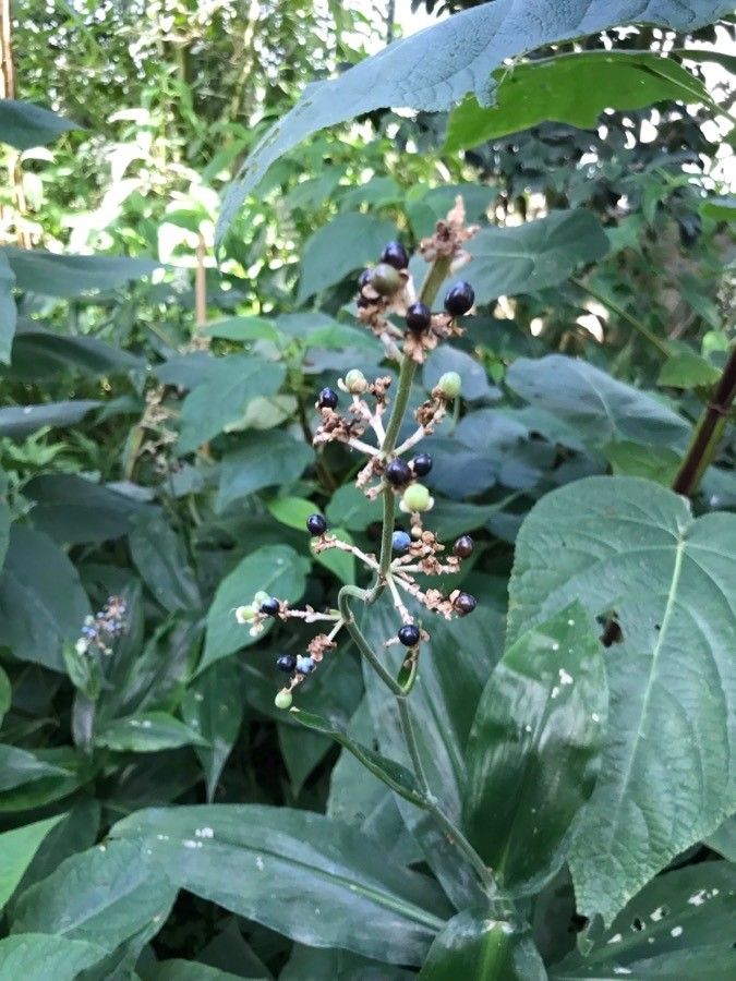 Pollia japonica fruit