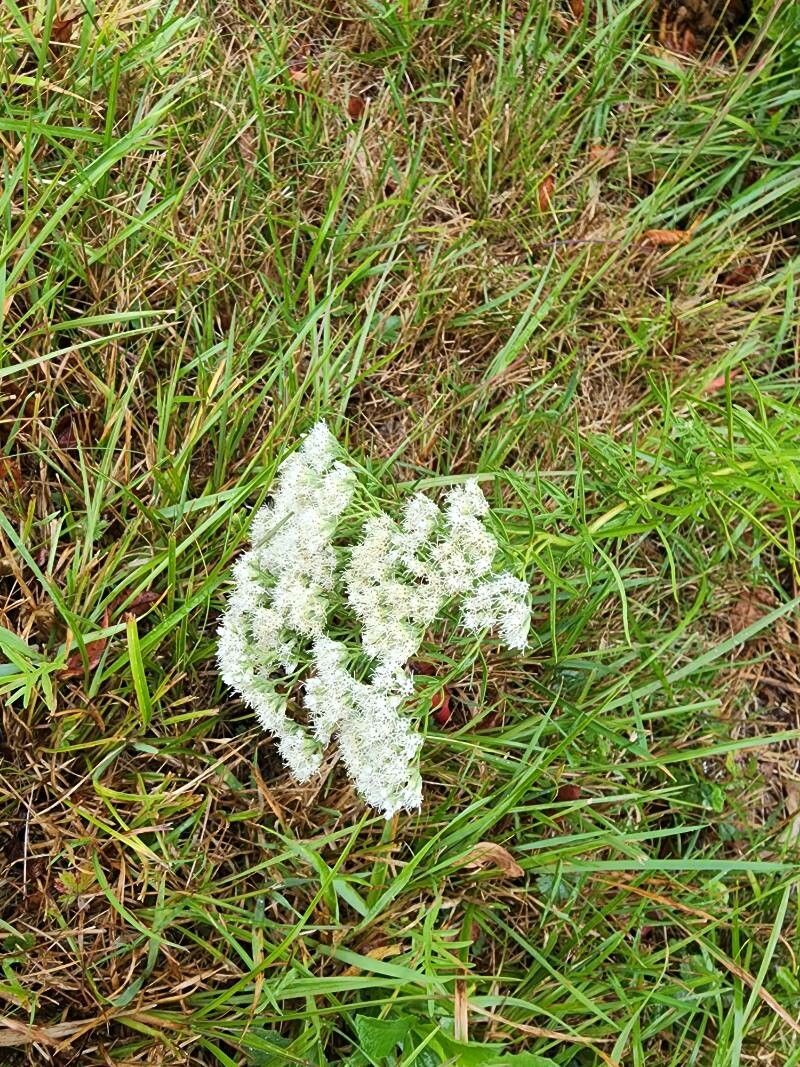 Eupatorium hyssopifolium flower