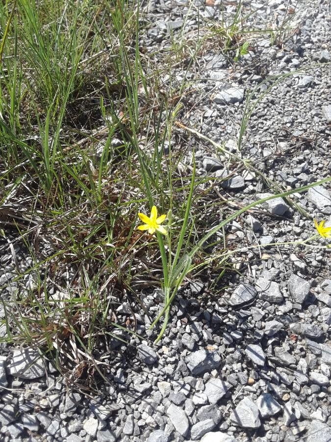 Hypoxis hirsuta bark