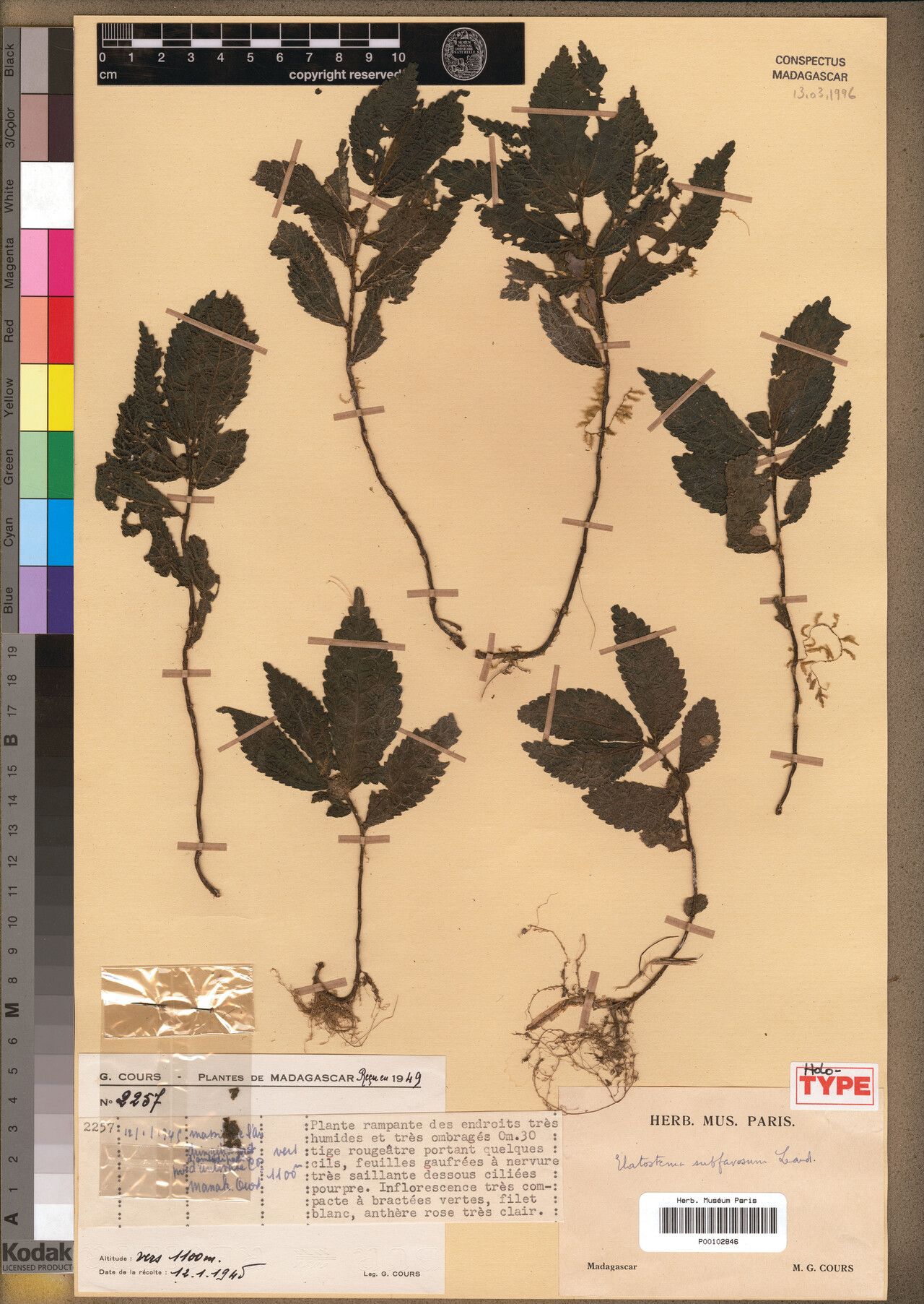 Elatostema subfavosum — houseplant care guide