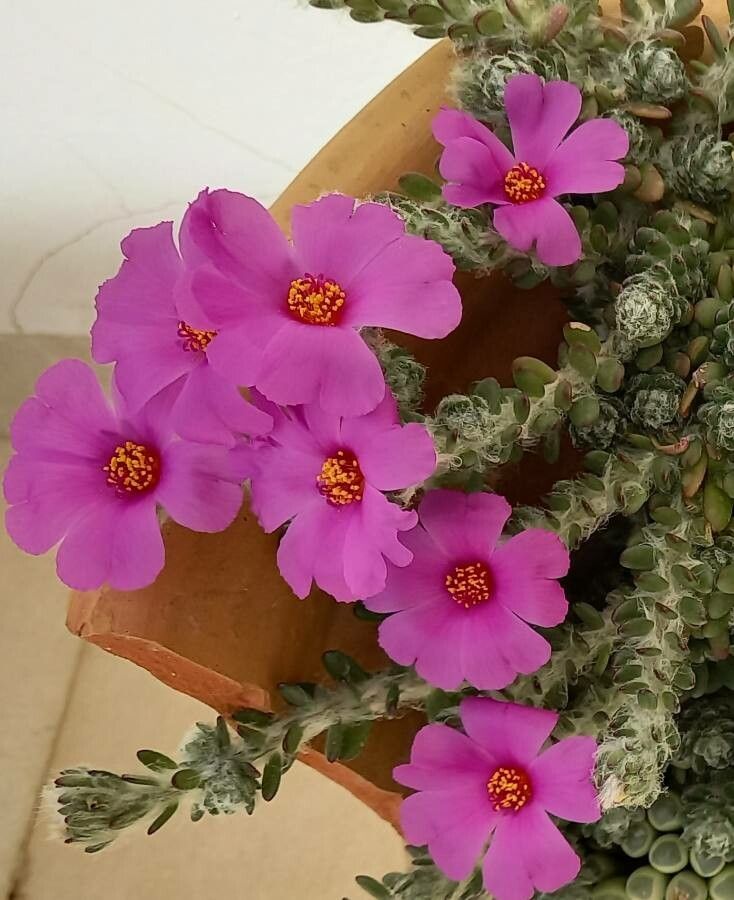 Portulaca werdermannii flower