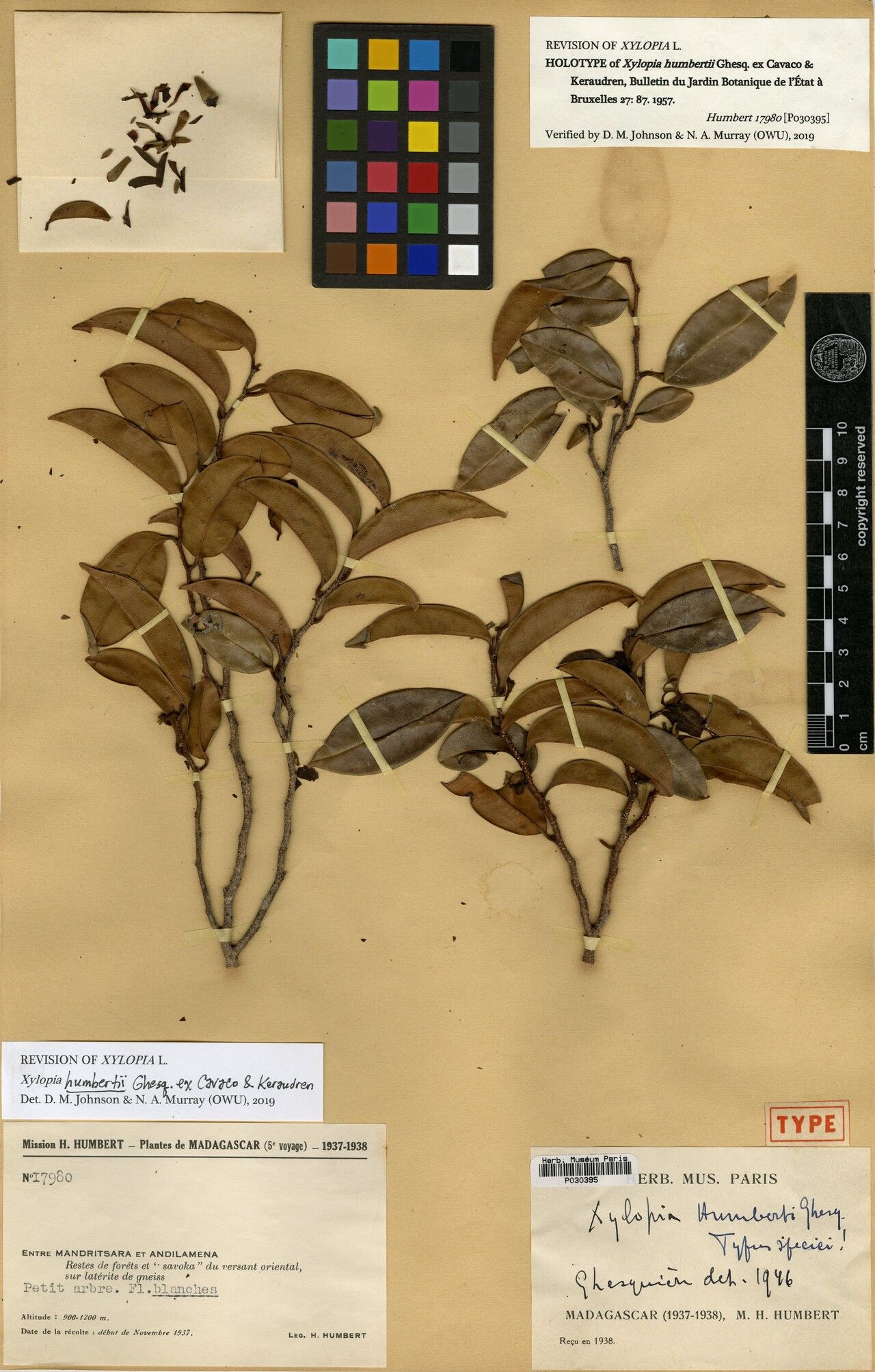 Xylopia humbertii — search result for 'Xylopia'