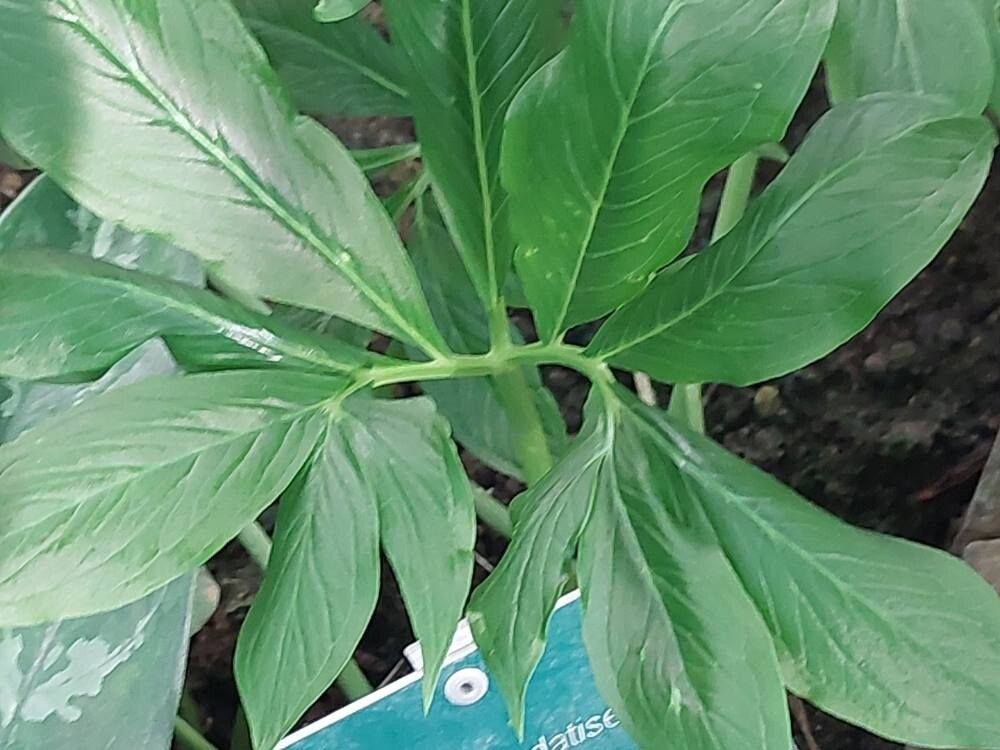 Pinellia pedatisecta — related species from the same genus