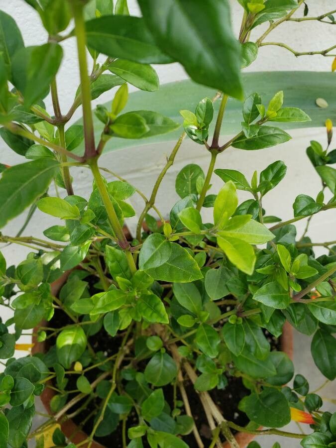 Justicia floribunda leaf