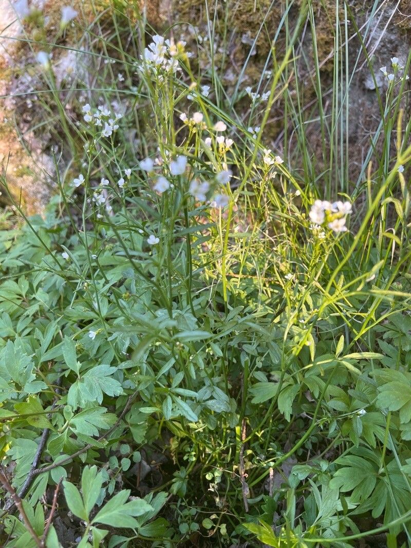 Cardamine dentata habit