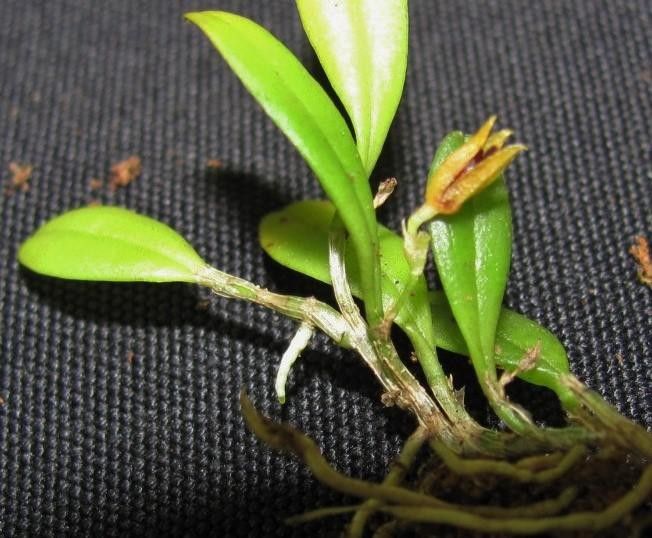 Anathallis grayumii — related species from the same genus