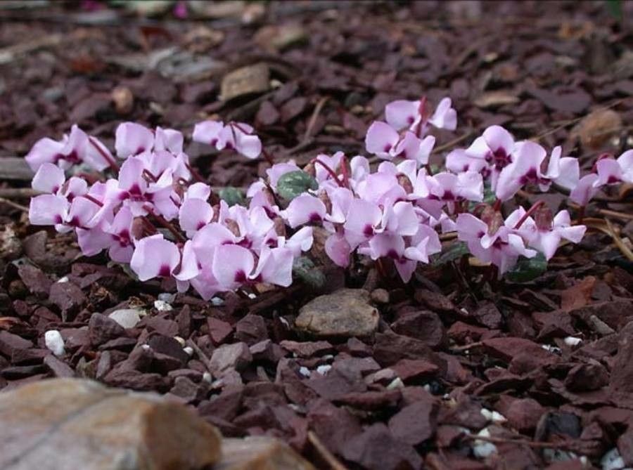 Cyclamen alpinum flower