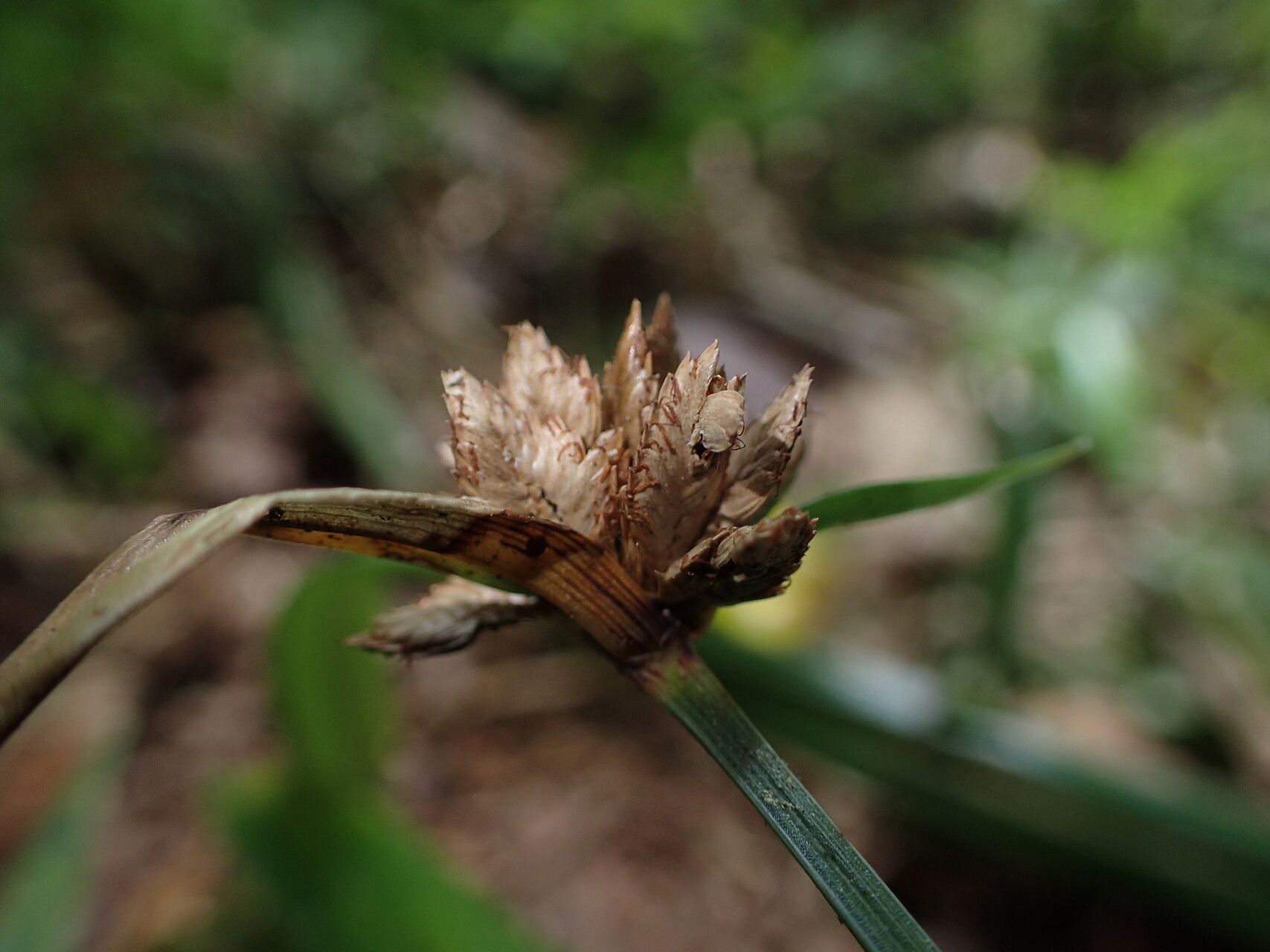 Cyperus rufostriatus — houseplant care guide