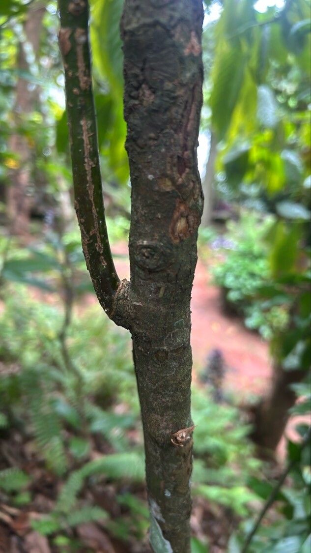 Cinnamomum iners bark