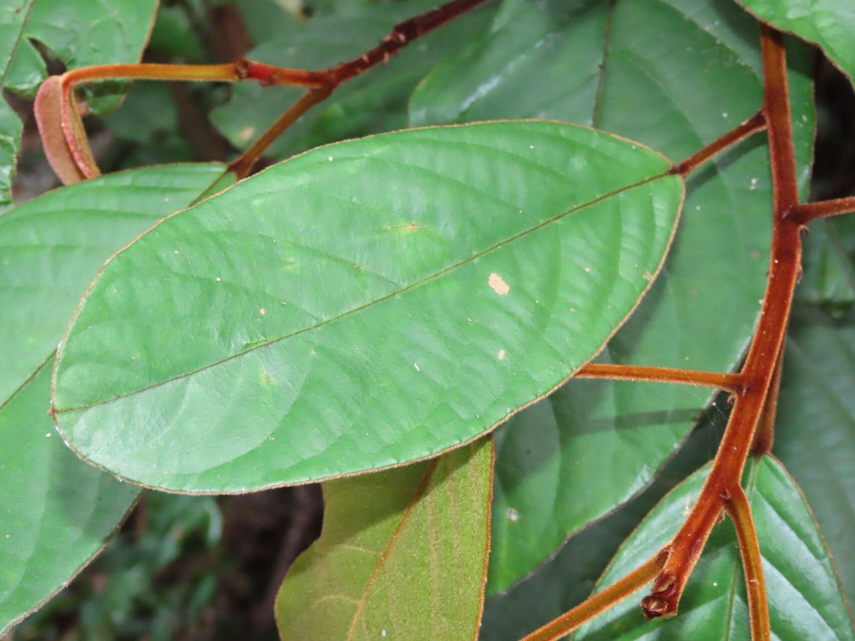 Elaeocarpus ferrugineus — houseplant care guide