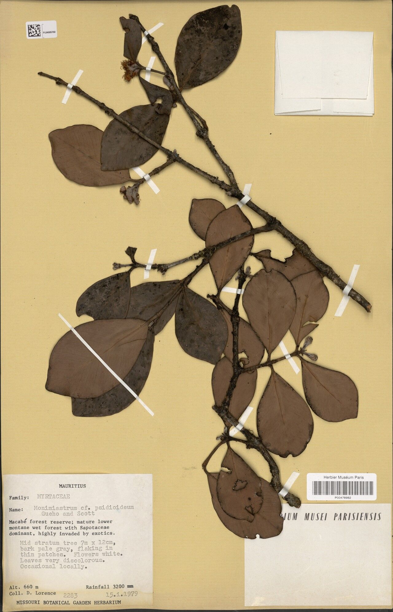 Eugenia psidioidea — houseplant care guide