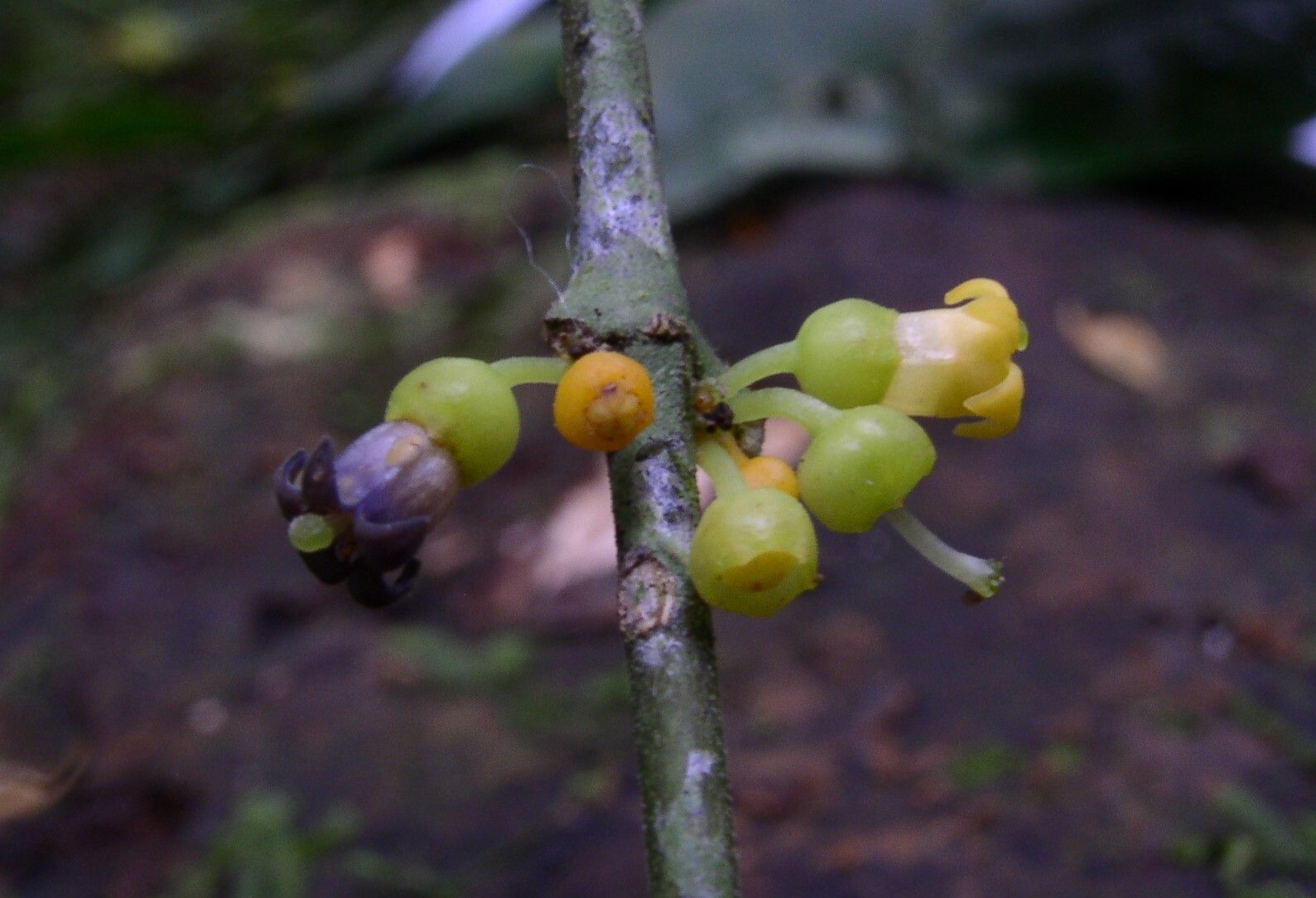 Pauridiantha divaricata flower