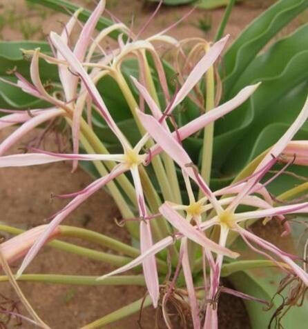 Crinum buphanoides — search result for 'Crinum'