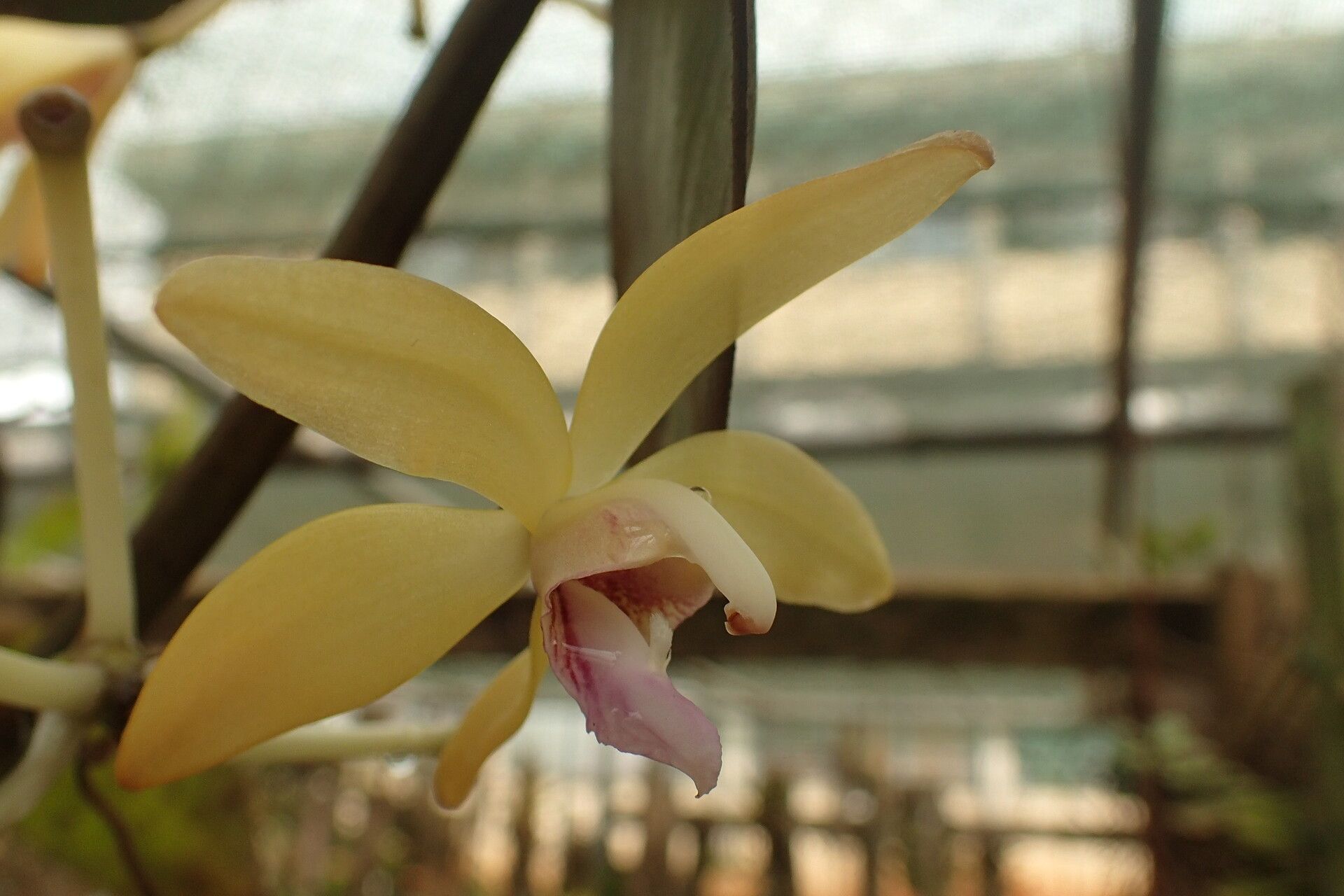 Vanilla africana flower