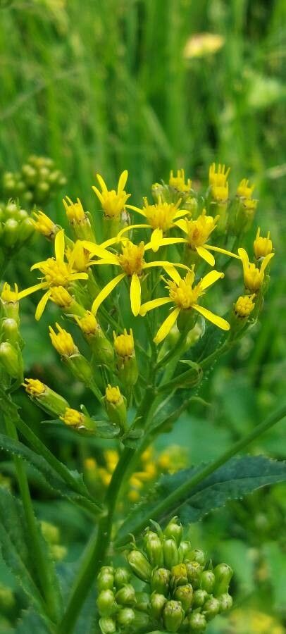 Senecio nemorensis flower