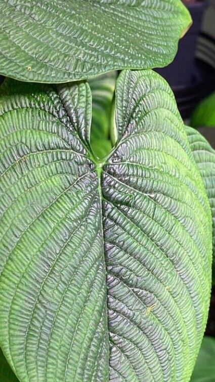 Philodendron lynnhannoniae — houseplant care guide