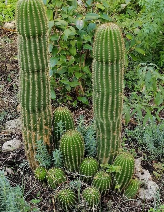 Echinopsis schickendantzii — search result for 'Echinopsis'