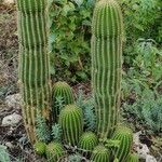 Echinopsis schickendantzii