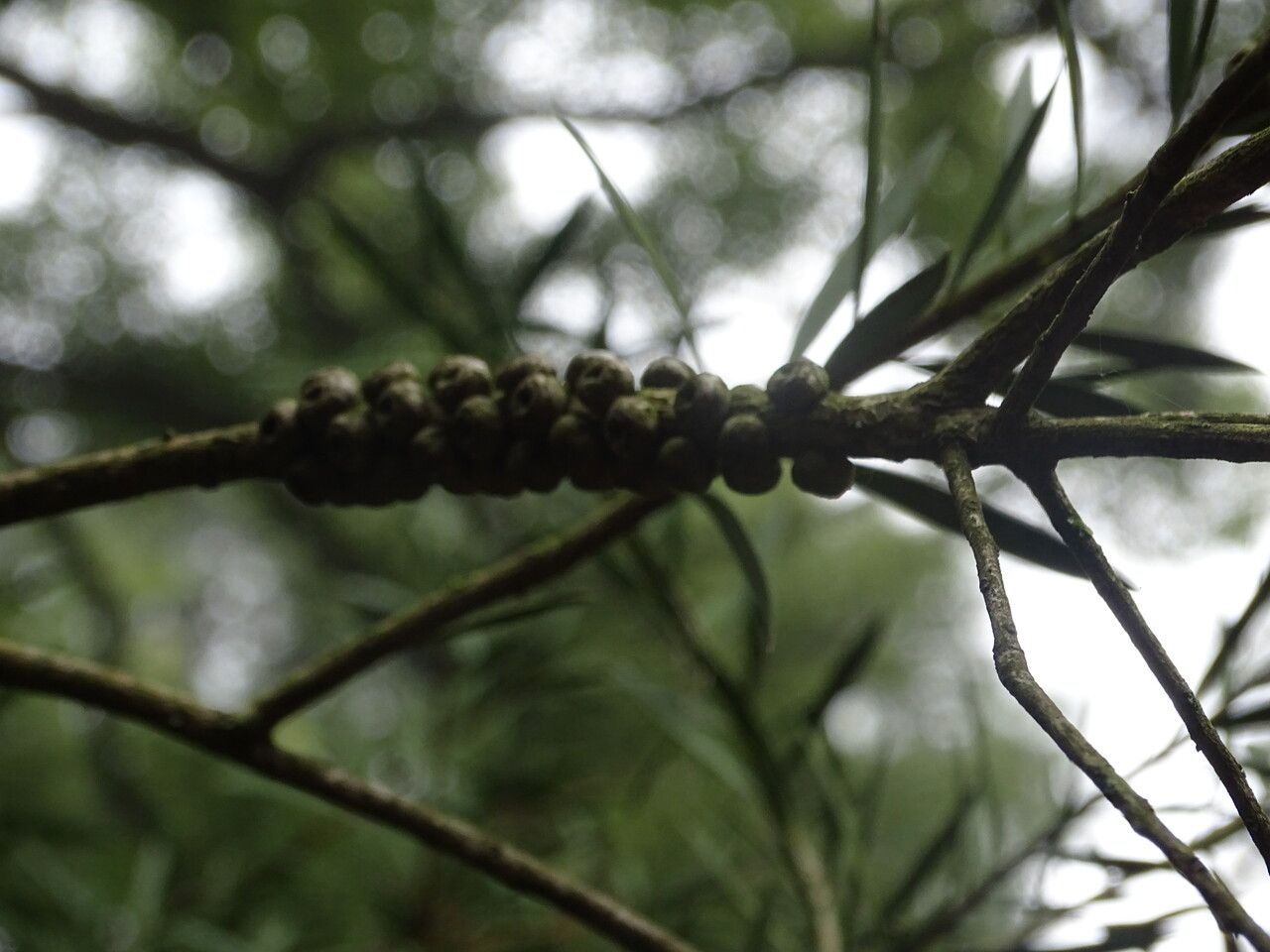 Callistemon rigidus fruit
