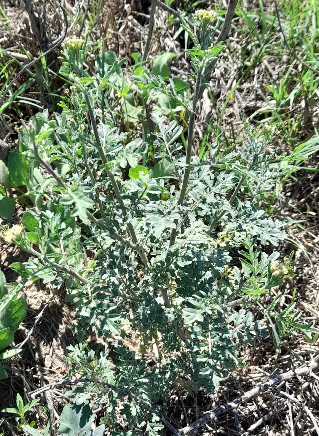 Descurainia erodiifolia habit