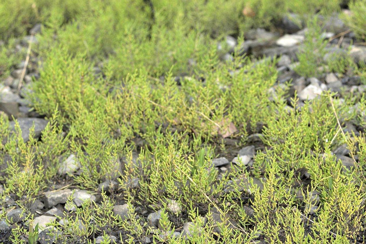 Salicornia obscura habit