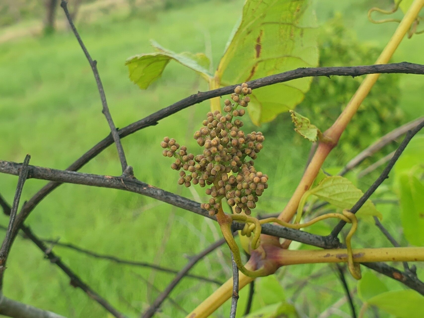 Cissus rhodotricha fruit