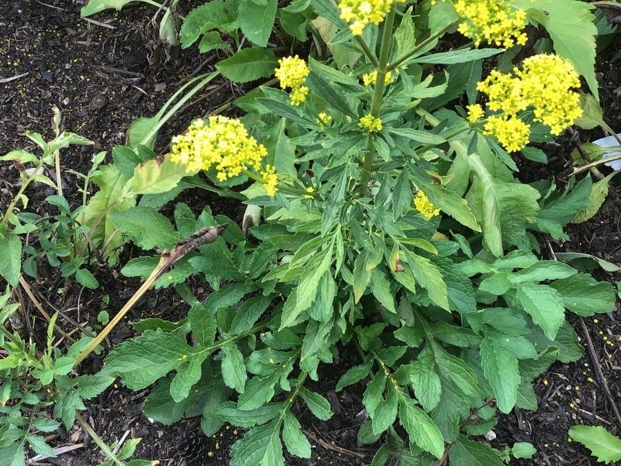 Patrinia scabiosifolia — search result for 'Mongolia'