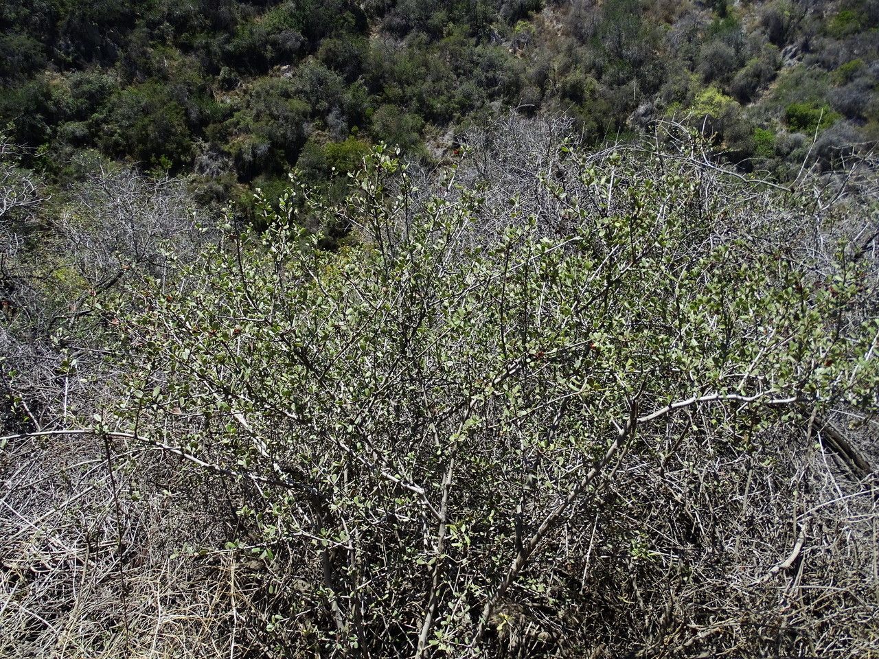 Ceanothus megacarpus habit
