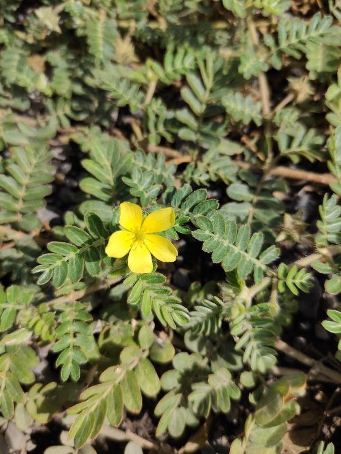 Tribulus cistoides flower