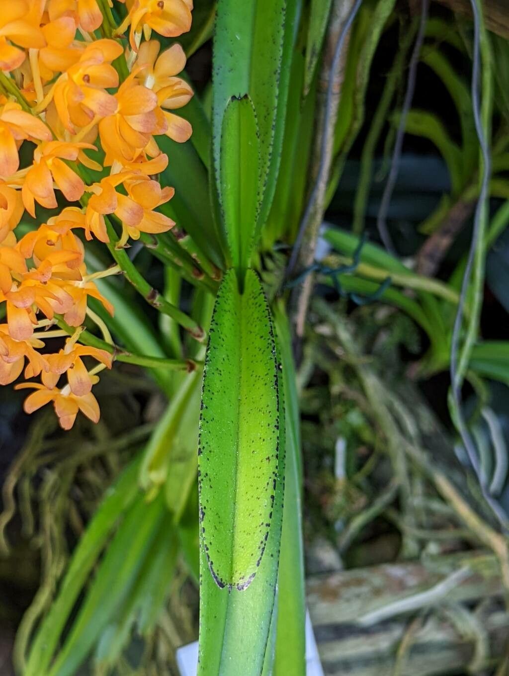 Ascocentrum curvifolium — search result for 'Laos'