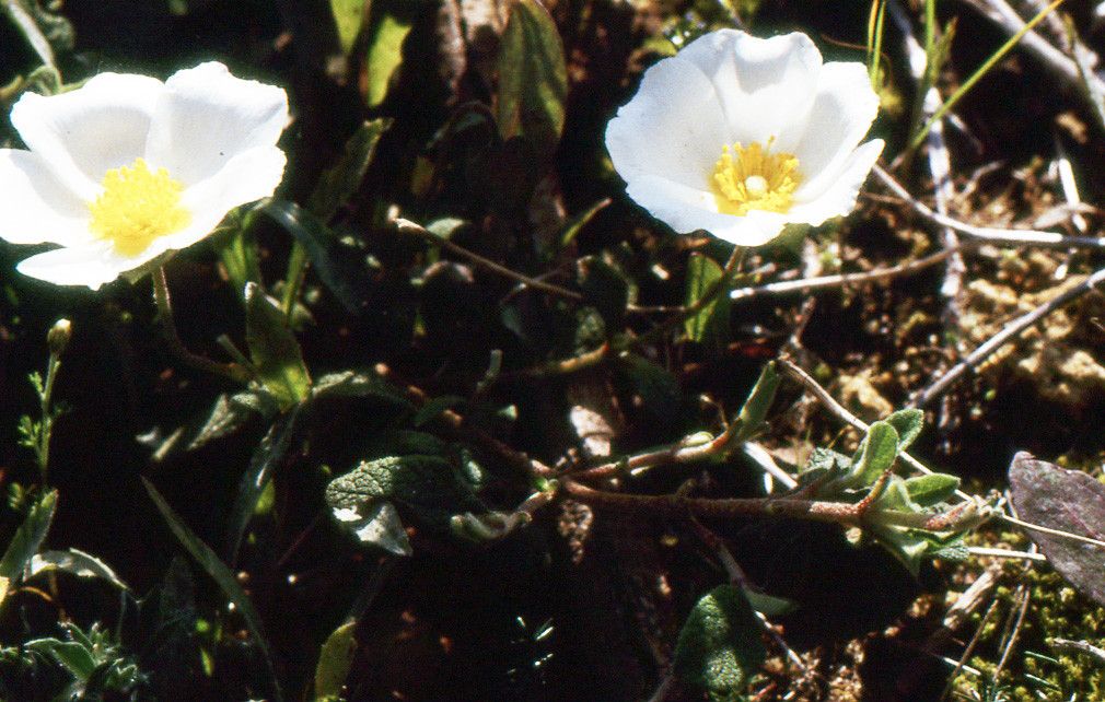 Cistus libanotis habit
