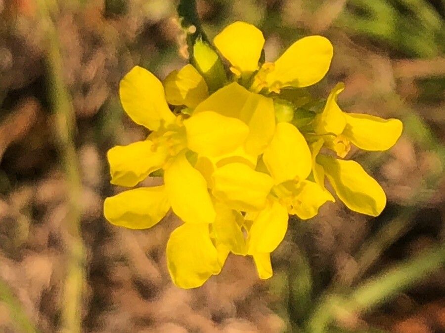 Hirschfeldia incana flower