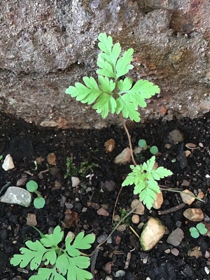 Erodium cheilanthifolium — search result for 'Erodium'