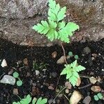 Erodium cheilanthifolium