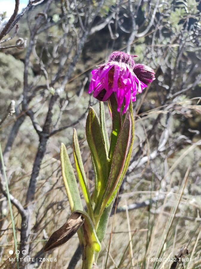 Senecio formosus — houseplant care guide
