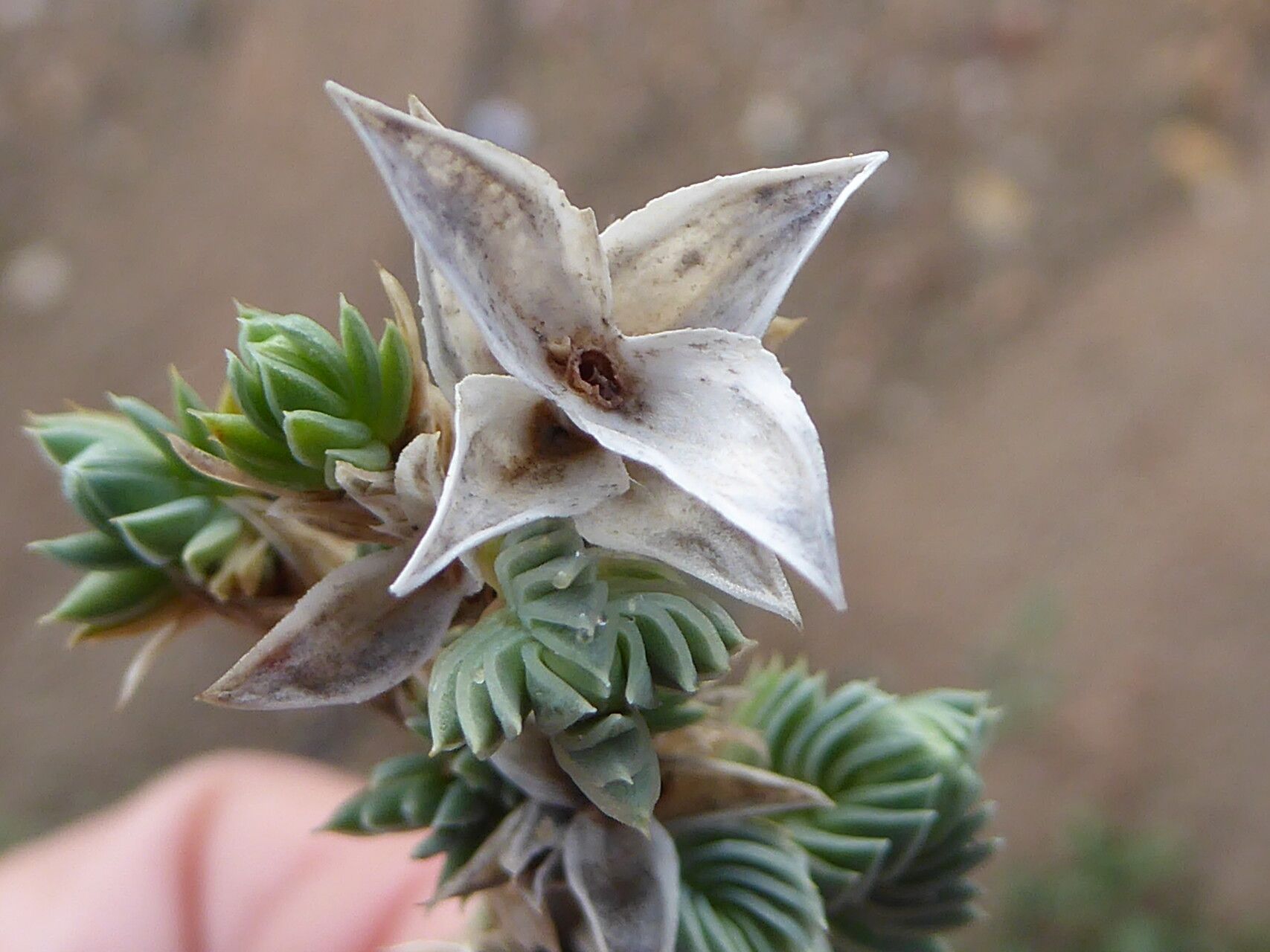 Crucianella maritima fruit