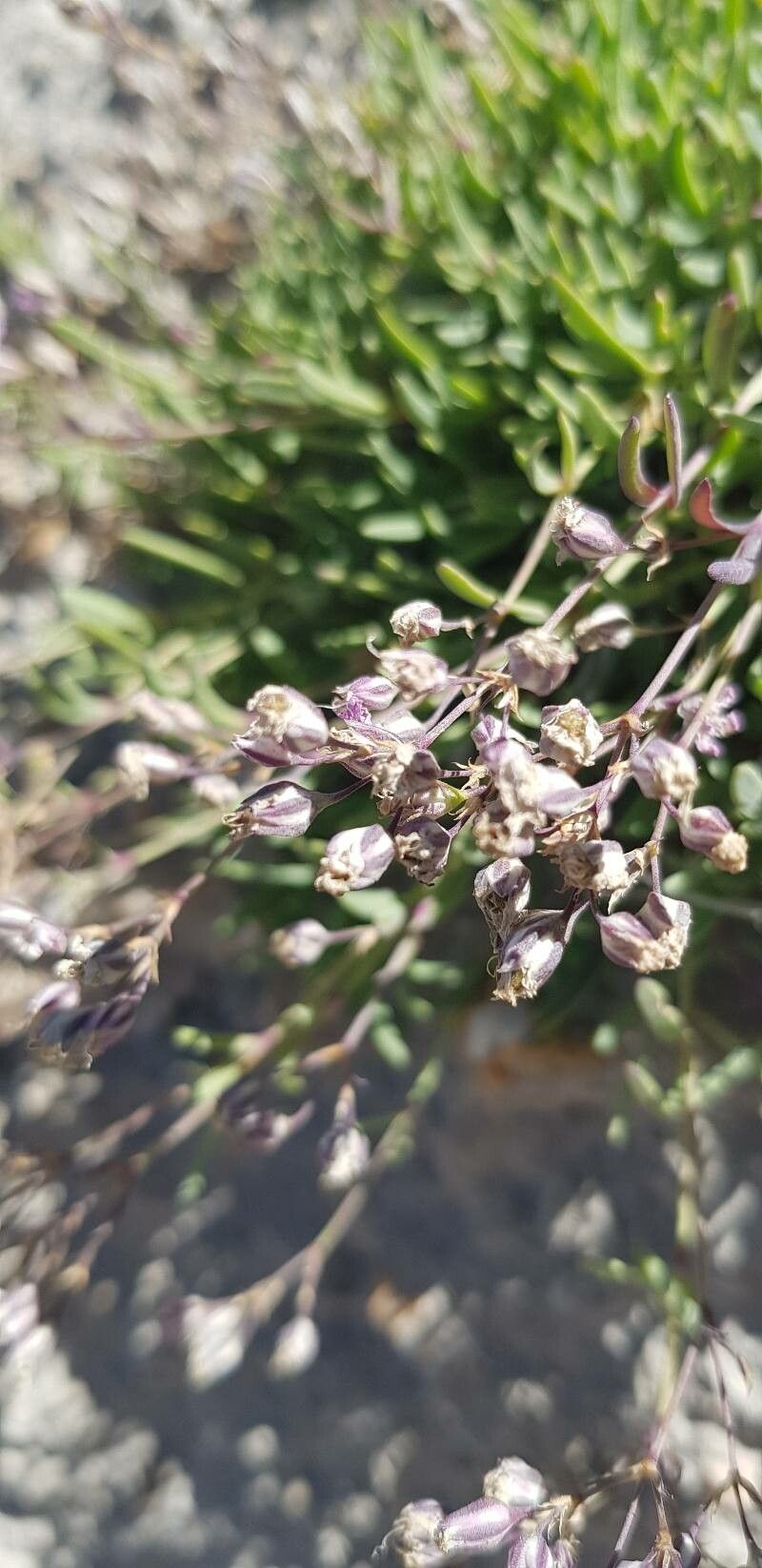 Gypsophila Repens fruit