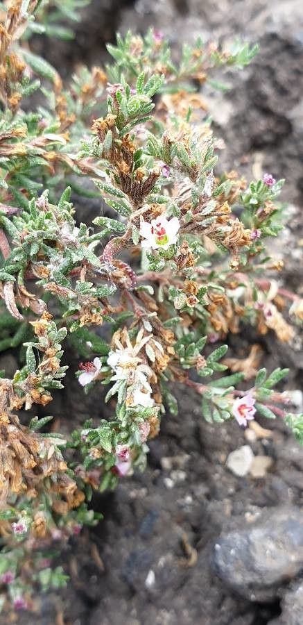 Frankenia ericifolia — houseplant care guide