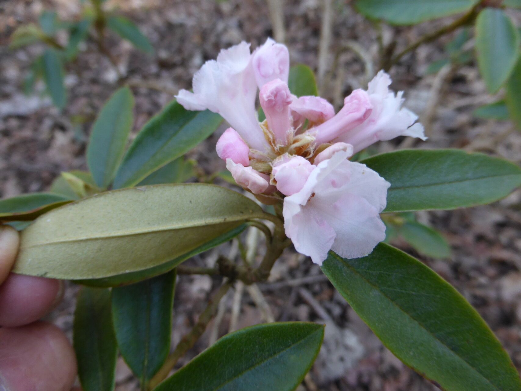 Rhododendron collettianum — houseplant care guide