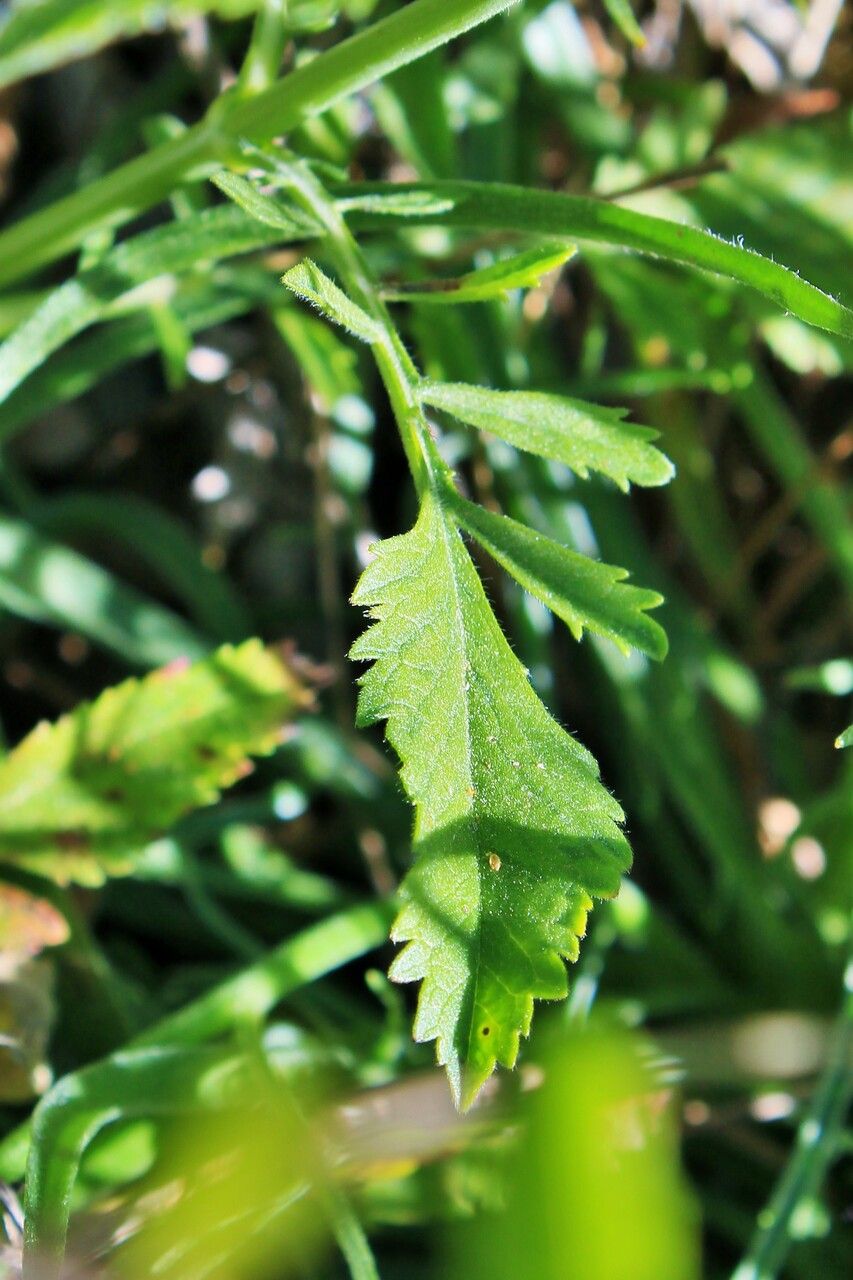 Catananche caerulea — related species from the same genus