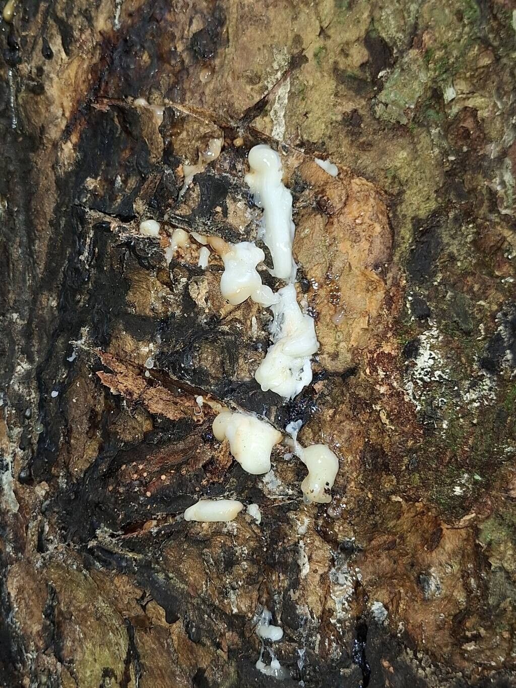 Pachylobus buettneri other