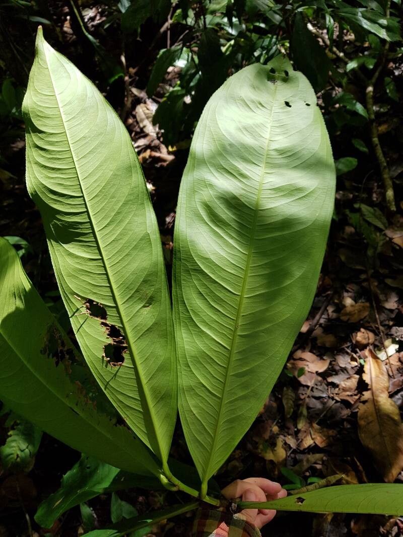 Ouratea valerii leaf