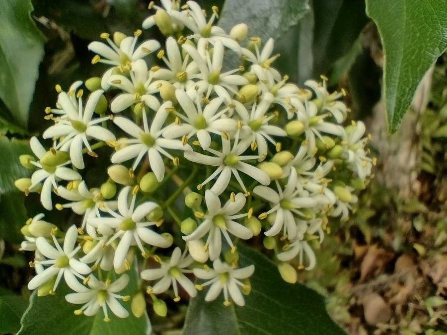Auranticarpa rhombifolia flower