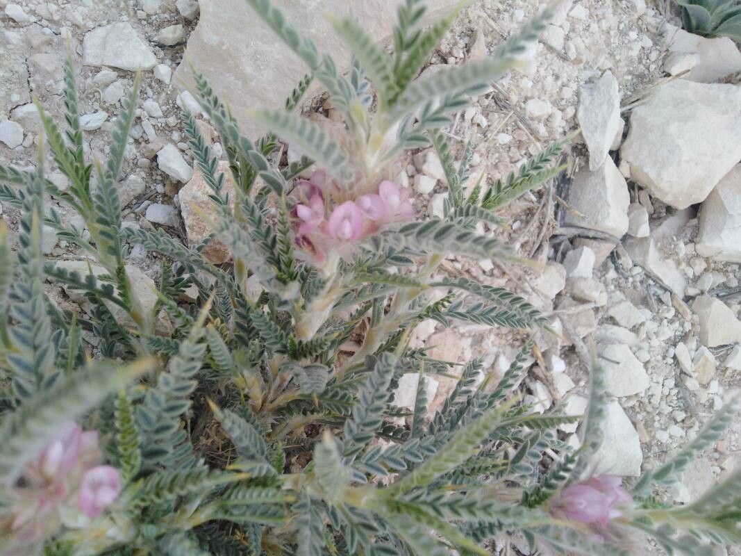Astragalus gummifer flower
