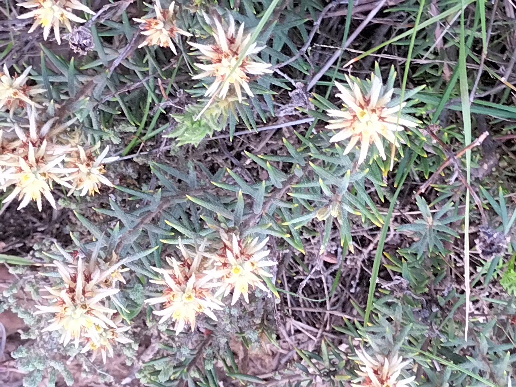 Phylica plumosa habit