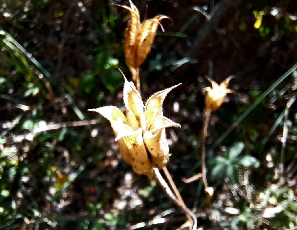 Aquilegia reuteri fruit
