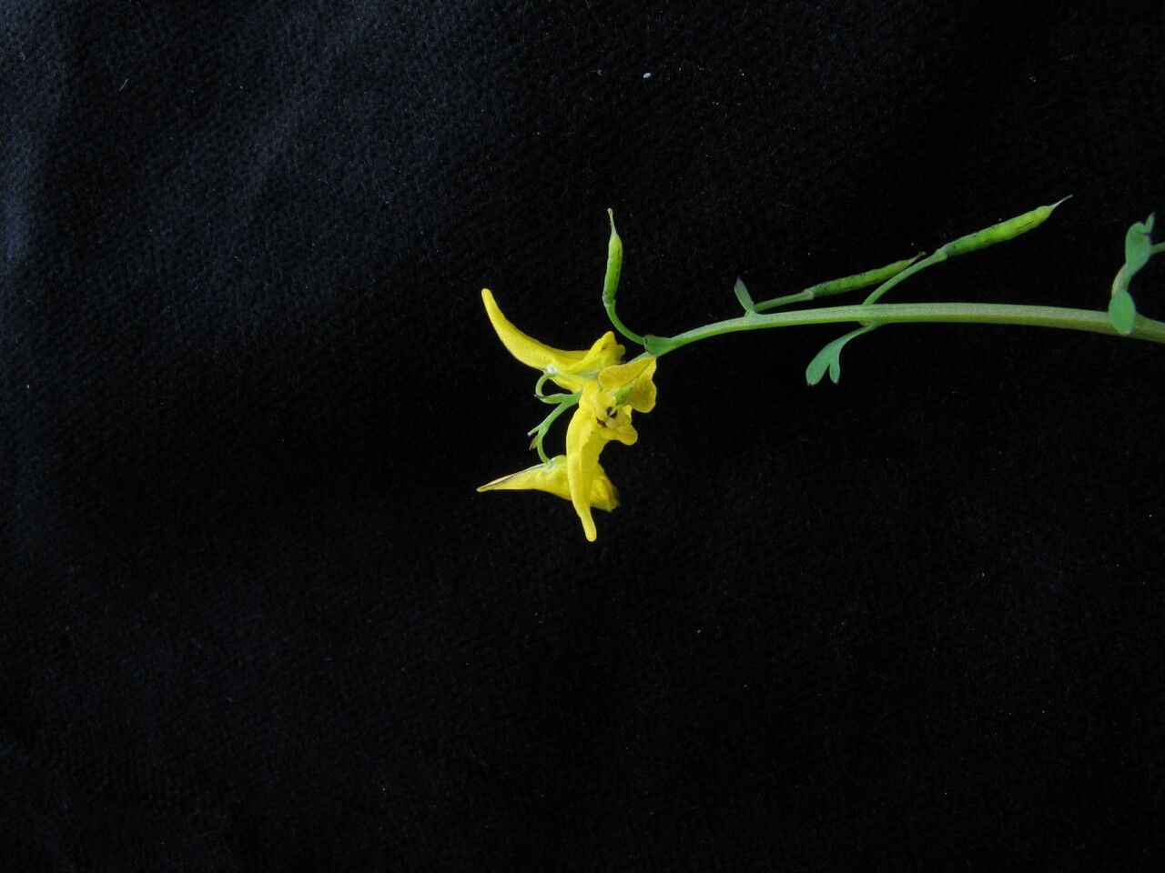 Corydalis pseudolongipes habit